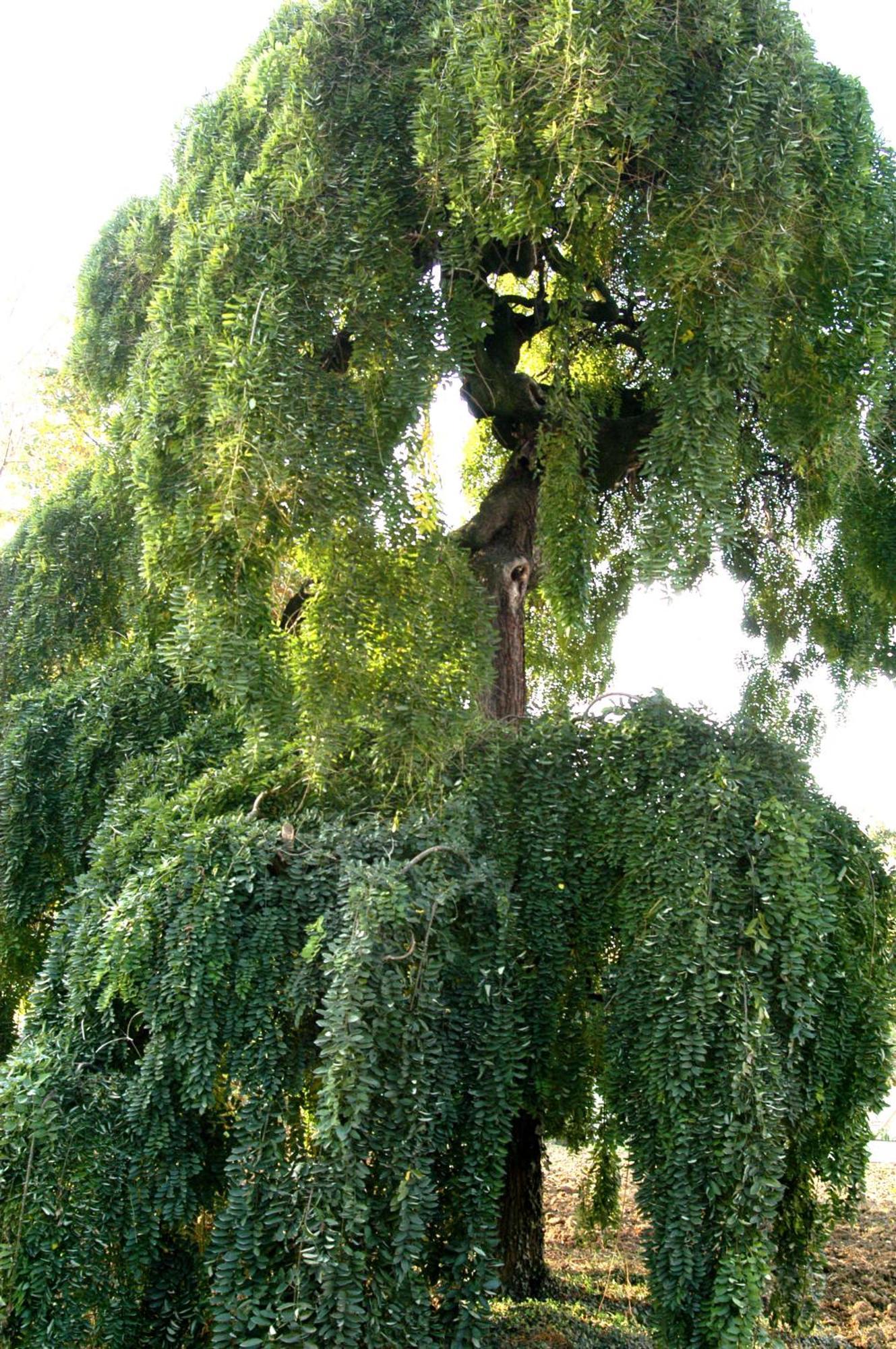 Agriturismo La Sophora Montegaldella Dış mekan fotoğraf